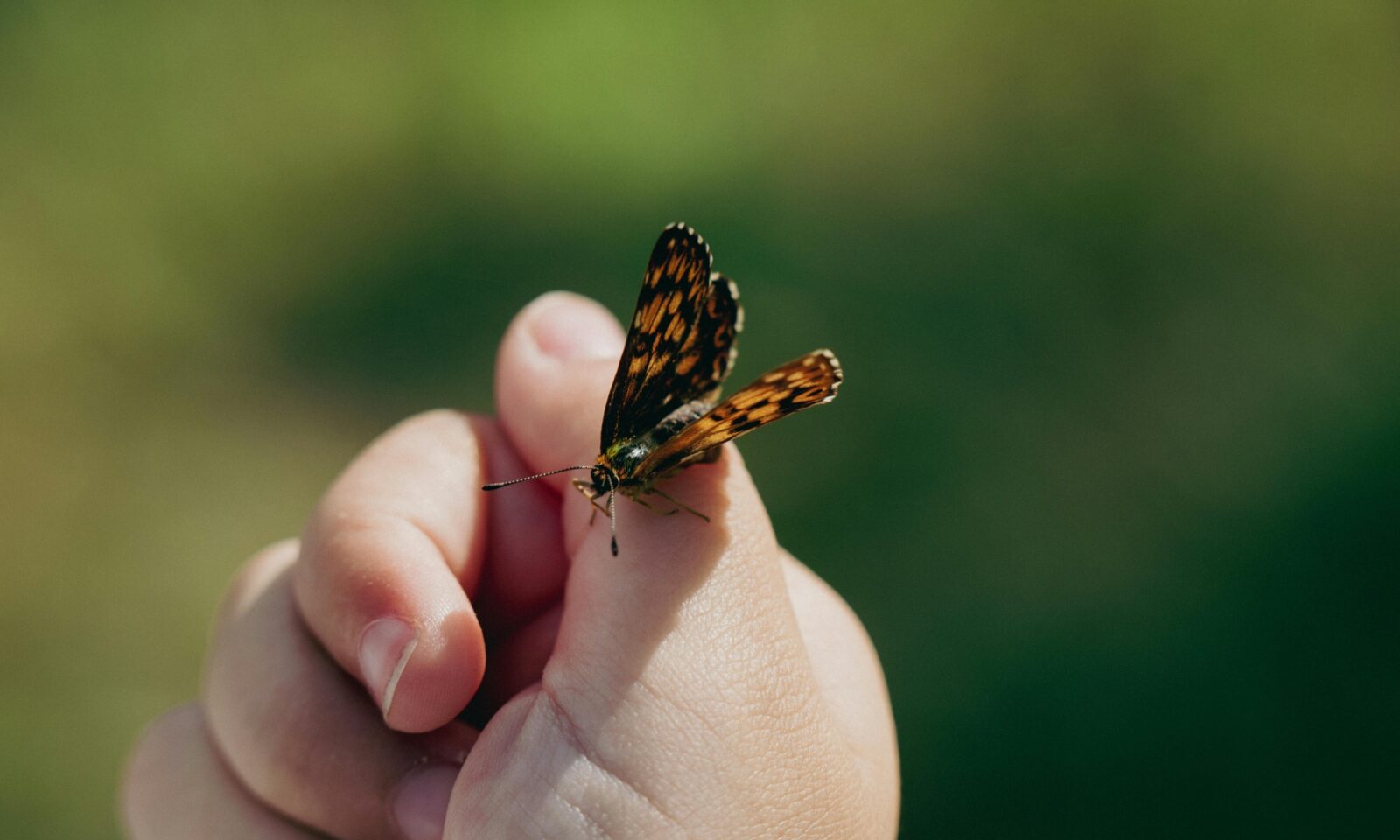 Leptir na dječjoj ruci