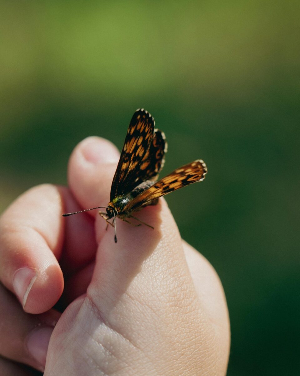 Znate li tko su djeca leptiri?